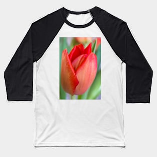 Blooming Tulip Greeting Card Baseball T-Shirt